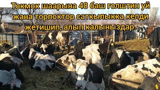 48 баш голштин пародасындагы суттуу уйлар  тез арада сатылат.