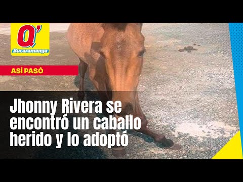 Jhonny Rivera se encontró un caballo herido y lo adoptó