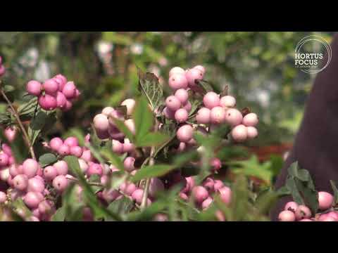Vidéo: Informations sur la plante de symphorine - Quand et où planter des buissons de symphorine