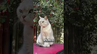 Kedinizin Sizi Eğittiğini Gösteren 5 Davranış