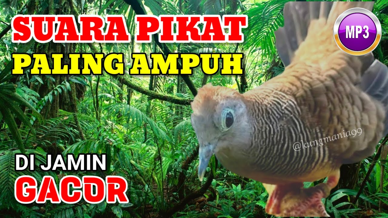 SUARA BESAR Perkutut Lokal Gacor Ampuh Memanggil Pejantan | perkutut, suara perkutut