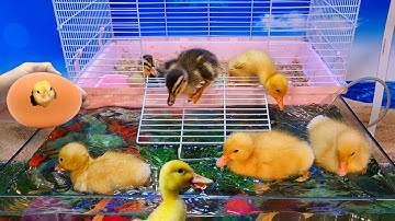 Tổng hợp video cá cảnh đẹp, động vật dễ thương, vịt con, cá mập, rùa, cá vàng