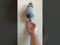 How to tame Pigeon