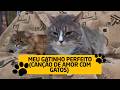Meu Gatinho Perfeito (Canção de Amor com Gatos)  #gatosdomésticos #gatofofo #gatos #catsoftiktok