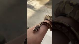 uiii #ballpython #ballpythonindonesia #ballpythonsnake #shorts #bp