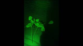 YESHWA - TILL I DIE (SPED UP)
