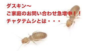 ご家庭からのお問い合わせ急増中！チャタテムシとは・・・