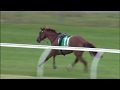 【海外競馬】カラ馬で暴走する競走馬を75歳の男性がまさかのファインプレーで確保