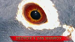 Old Lines still remains....Decroix X Van Wanroy