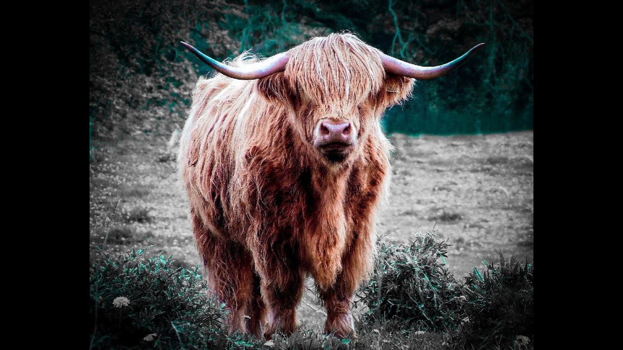 animal editing lover | vn editing  |