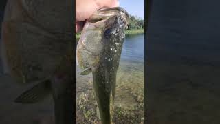 Bumpy-headed Largemouth Bass Released!