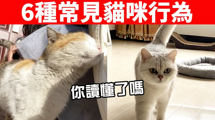 6种常见的猫咪行为代表的意思，铲屎官你知道几个？快来挑战看看！【猫咪行为学EP26】 - 天天要闻