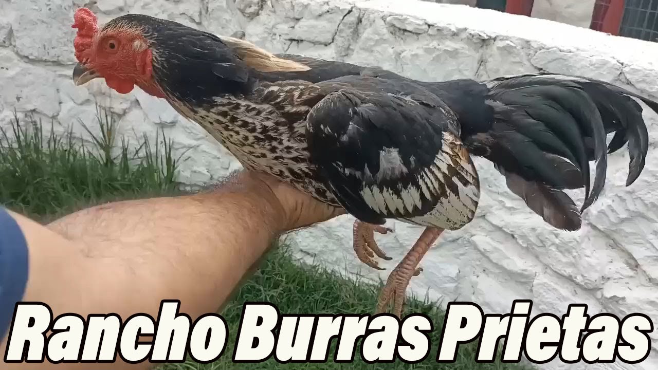 Devil Hennie Jap Asil Rancho Burras Prietas