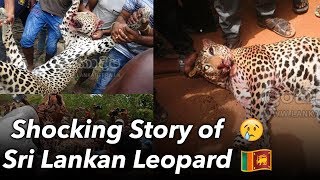 කටයග කතව - Sri Lankan Leopard Shocking Story Nawran Next Harambe?