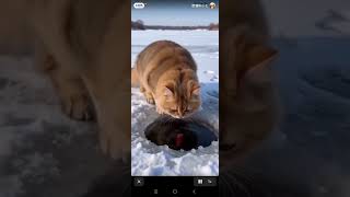 #cat #catshorts #catvideos #selmon #bomb #antarctica #cold #water