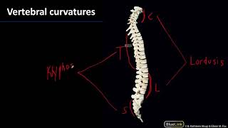 MSK Lab 1 Station 17 - Vertebral Curvatures