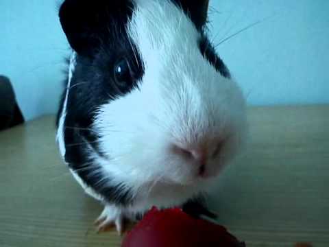 შიოს პამიდორი