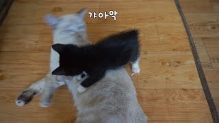 The Rescue Kitten(POPSICLE) Bullies The Other Cats