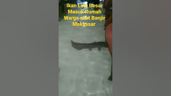 Ikan Lele Besar Masuk Rumah Warga saat Banjir Makassar