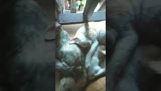 tulog ang mga mengmeng #cat