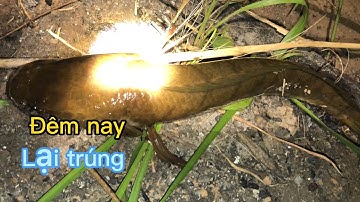 cắm câu dính toàn cá lốc cá lăng | fishing for a living 100