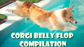 Corgi belly flop COMPILATION  cute funny dogs