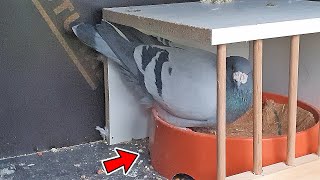 Racing Pigeon Breeding In Small Lofts