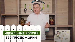 ИДЕАЛЬНЫЕ яблоки без плодожорки