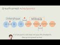 Cell Cycle Quiz