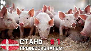 Всё о СВИНЬЯХ от А до Я. PRO Курс свиновода из ДАНИИ #1