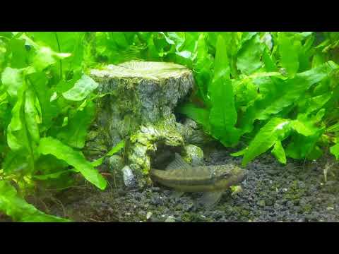 Fish Tank in the office of the Rhodora J. Donahue Academy