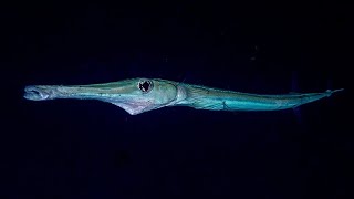 Facts: The Cornetfish