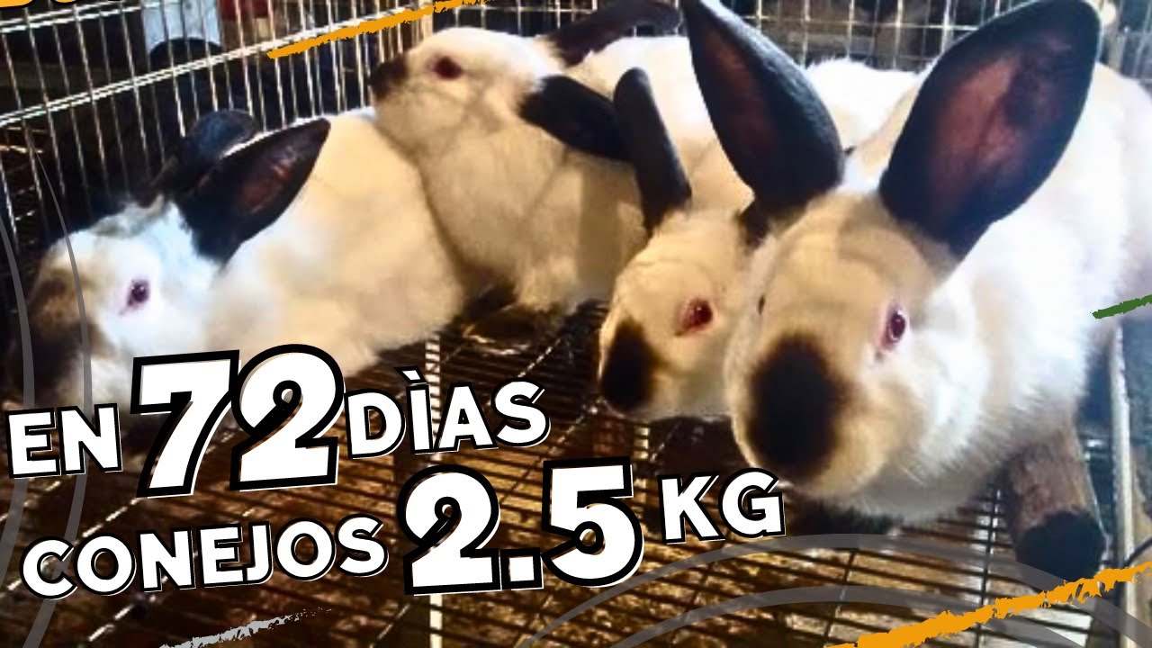 Как завести гигантских кроликов за 72 дня... Вот СЕКРЕТ!