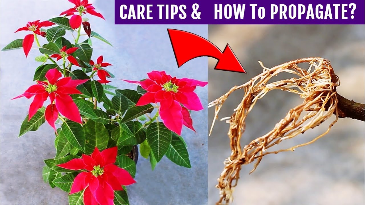 Poinsettia Plant CARE Propagation ALL In One Video YouTube poinsettia-plant-care-propagation-all-in-one-video-youtube
