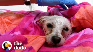 Terrified Stray Dog Finds The Perfect Family | The Dodo Terrified Stray Dog Becomes The Protector Of The House The Dodo