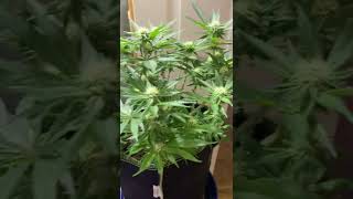 White widow from Seedsman seeds 4 weeks into flowering.