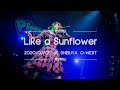 Pimm&rsquo;s - Like a Sunflower ( 2020/7/5 Pimm's Special Limited Live Vol.1 at SHIBUYA O-WEST )