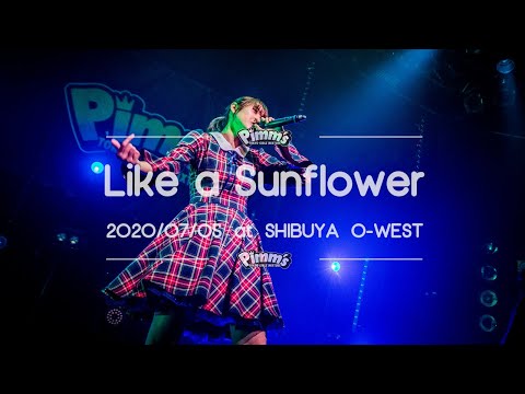 Pimm’s - Like a Sunflower ( 2020/7/5 Pimm's Special Limited Live Vol.1 at SHIBUYA O-WEST )