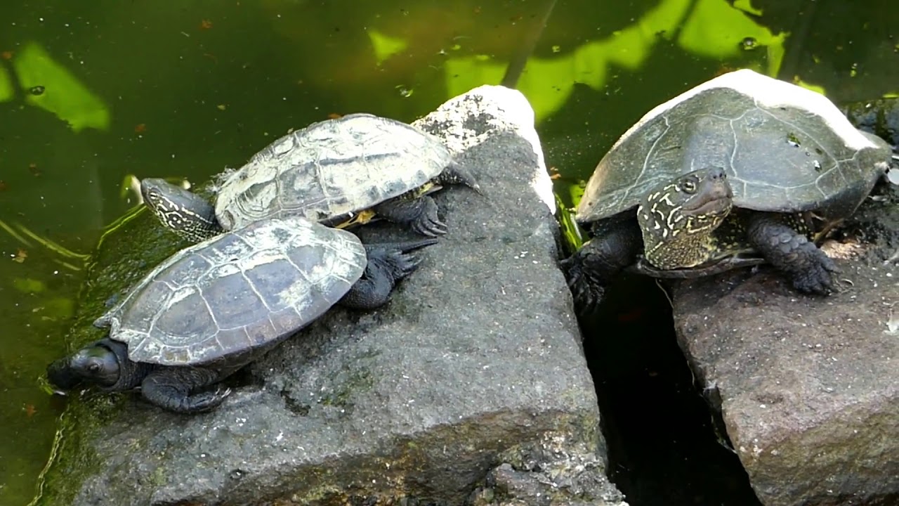 asian Three keeled