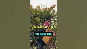 Một loại thuốc quý, có trong bài thuốc tắm của người Dao. #khahanhtaybactv #taybactv