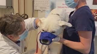 Deadly parvovirus spreading in dog in St. Clair County