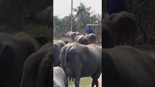 Tiwana Farm House #best #viral #farming #viralvideos #top @Tiwana_FarmHouse