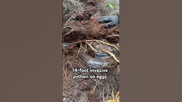 Removing over 50 invasive pythons at once with this nest! This is a lot of baby pythons prevented!