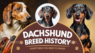 The Fascinating History of Dachshunds.