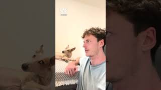 Dog has funniest reaction to "do you wanna go walkies?" 🤣 (🎥: TT/ lifelikecharlie)