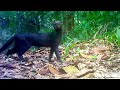 Jungle Animals Trail Cam PickUp || Ocelot and Jaguarundi Cats || Browning Trail Camera