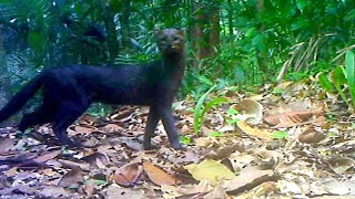 Jungle Animals Trail Cam Videos || Ocelot and Jaguarundi Cats || Browning Trail Camera