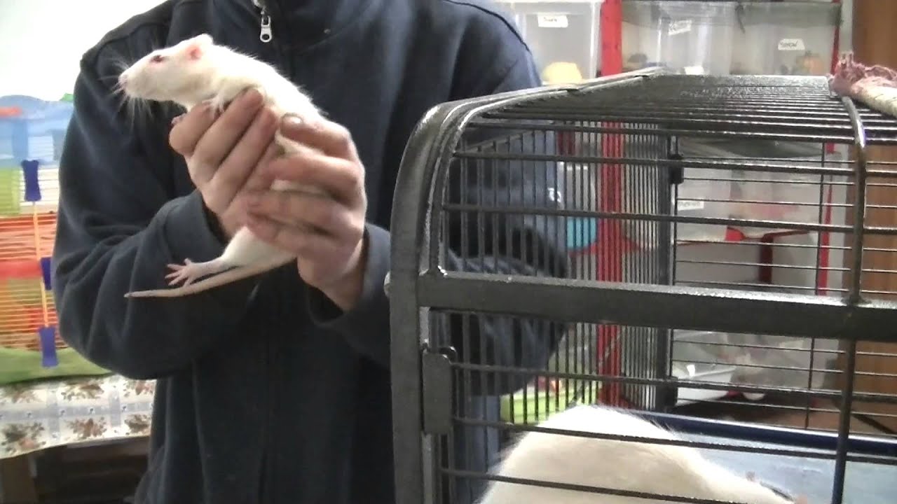 Fulvio, volontario della Collina dei Congli, vi presenta i ratti