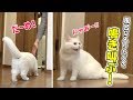 【隠し撮り】飼い主がちょっとお風呂に入るだけでこうなります...!!!
