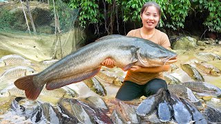 Download Lagu Harvest a Huge School of Giant Carp in the Family's Fish Pond to Sell at the Market, Gardening MP3 Download Lagu Harvest a Huge School of Giant Carp in the Family's Fish Pond to Sell at the Market, Gardening MP3